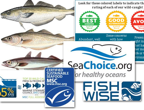 Reasearch for Fish Chil Labels - Whiting Fish and Sustainable Fisheries