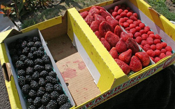 Hand picked berries for photos shoot
